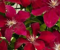 Clematite la ghiveci-10+5 gratis-1m inaltime