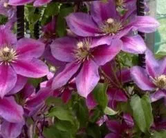 Clematite la ghiveci-10+5 gratis-1m inaltime