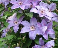 Clematite la ghiveci-10+5 gratis-1m inaltime