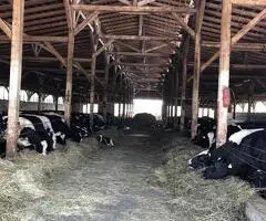 Lichidator judiciar vand ferma bovine - Satu Mare