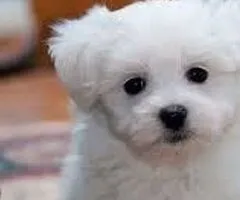 pui bichon maltese