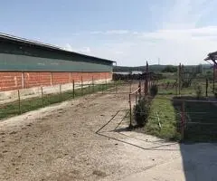 Lichidator judiciar vand ferma bovine - Satu Mare