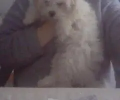 bichon vaccinat ,fetita 3 luni si o saptamana