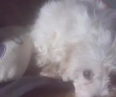 bichon vaccinat ,fetita 3 luni si o saptamana