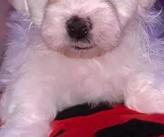 Bichon maltez