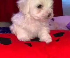 Bichon maltez