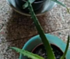 Vand aloe vera in Timisoara