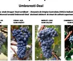 Vindem Struguri Rosii Certificati DOC si IG : Cabernet Sauvignon, Pinot Noir, Merlot si Syrah