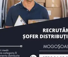 Sofer Distributie - Mogosoaia