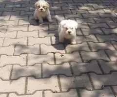 Pui de Bichon maltez