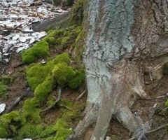 Vand teren cu pădure, Balesti,  langa Targu Jiu