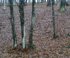 Vand teren cu pădure, Balesti,  langa Targu Jiu